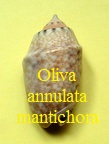 Oliva (Annulatoliva) annulata f mantichora, Duclos 1840